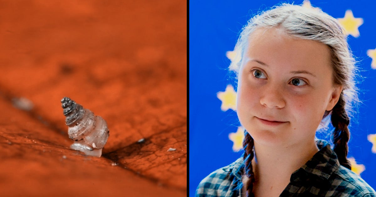 A team of researchers and citizen scientists discovered a never-before-classified species of rare snail and named it after climate activist Greta Thunberg.