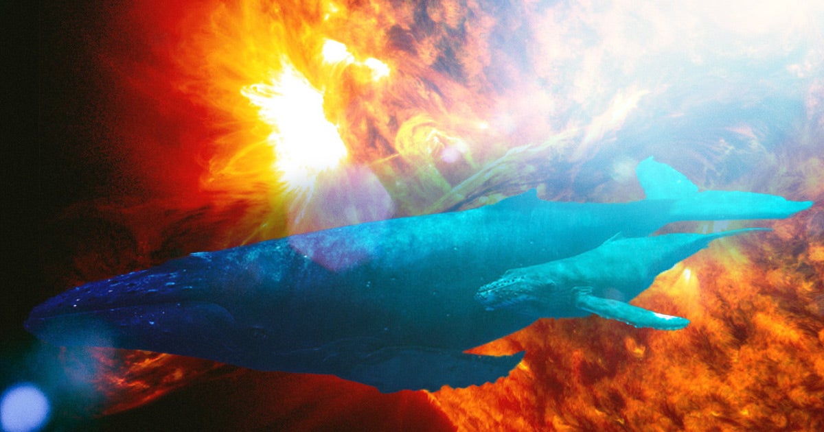 A new study reveals a bizarre link: on days that solar storms mess with the magnetic field, more gray whales beach themselves.