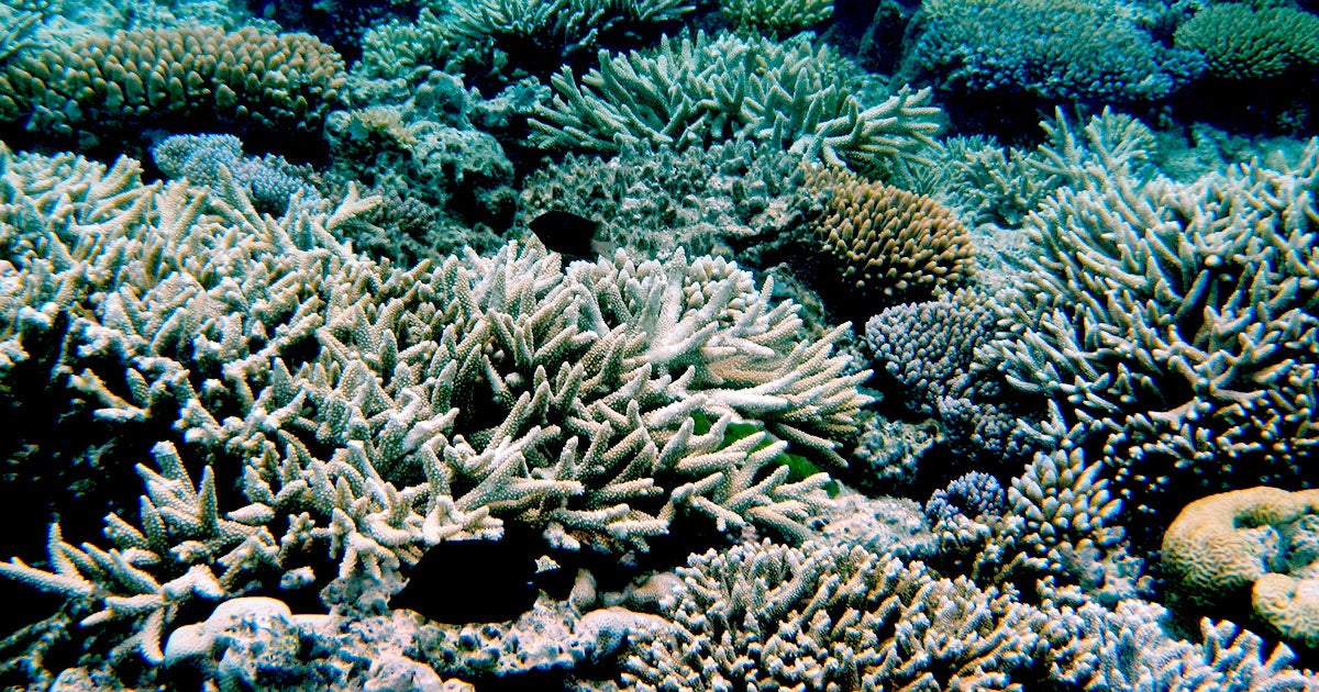 The Great Barrier Reef just suffered its third mass coral bleaching event in three years, forcing authorities to make grim predictions for its future.