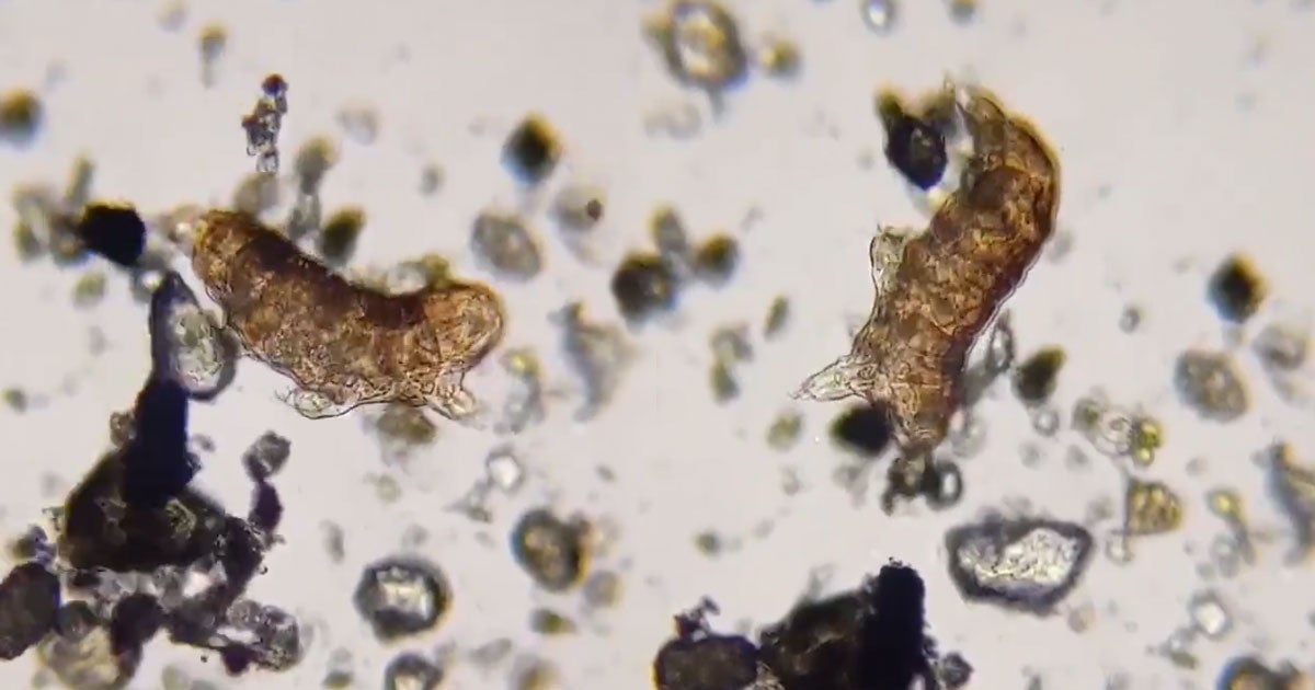 Canadian artist Julie Laurin recently started a livestream of tardigrades — eight-legged micro-animals also known as "water bears" — on Twitch.