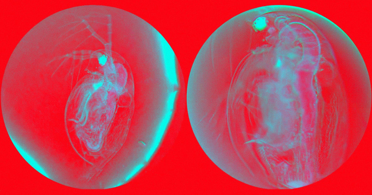 Researchers created tiny "nanodrills" that were able to cut themselves into the cells of worms and plankton. They could even cure skin diseases.