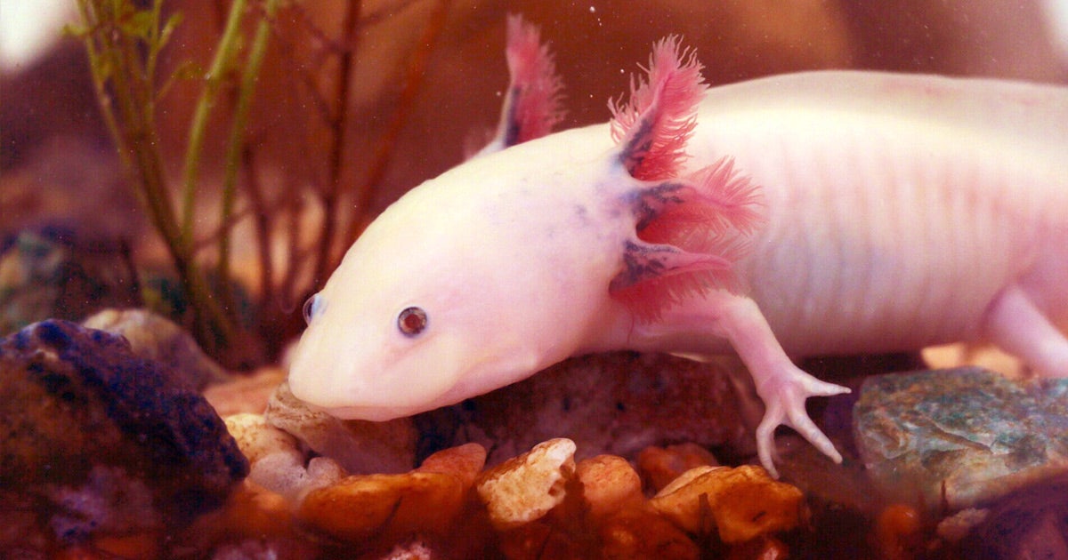 Scientists managed to sequence the entire genome of the axolotl, a salamander capable of regenerating injured body parts, and hope to use it in people.