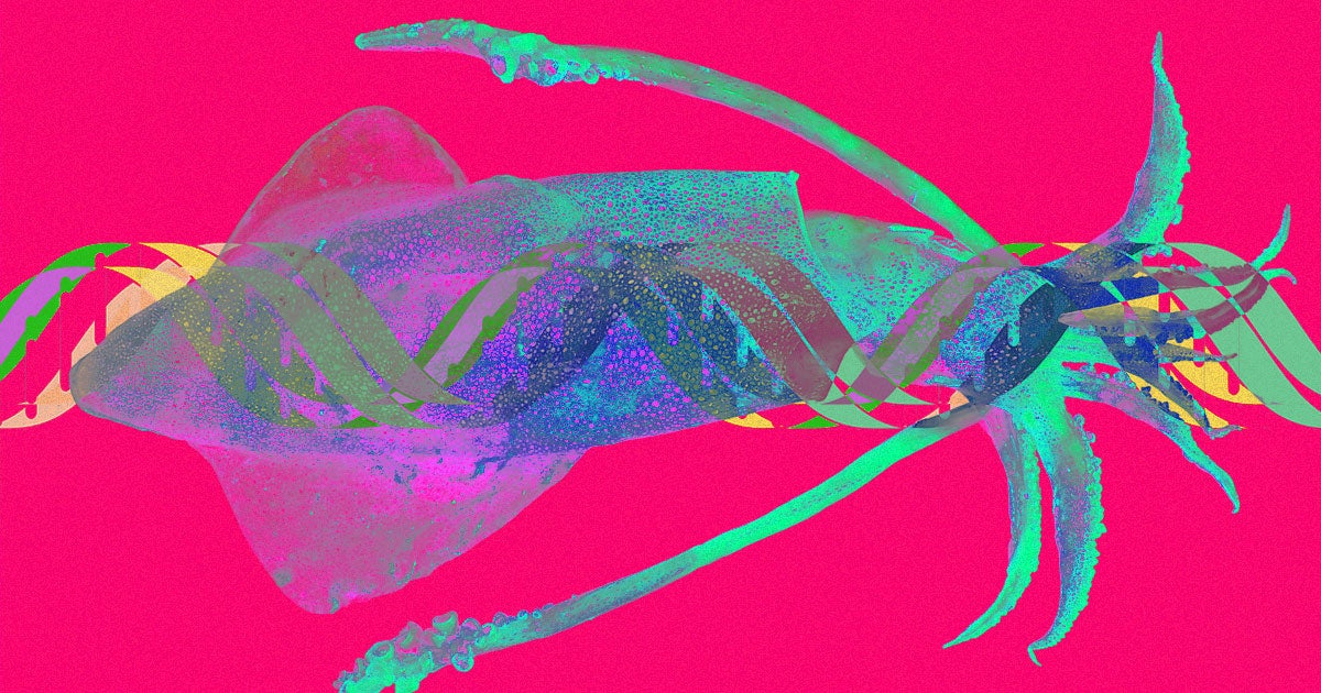 The longfin inshore squid can alter its own genetic code on the fly, and new research shows its the first animal to do so outside of its cells' nuclei.