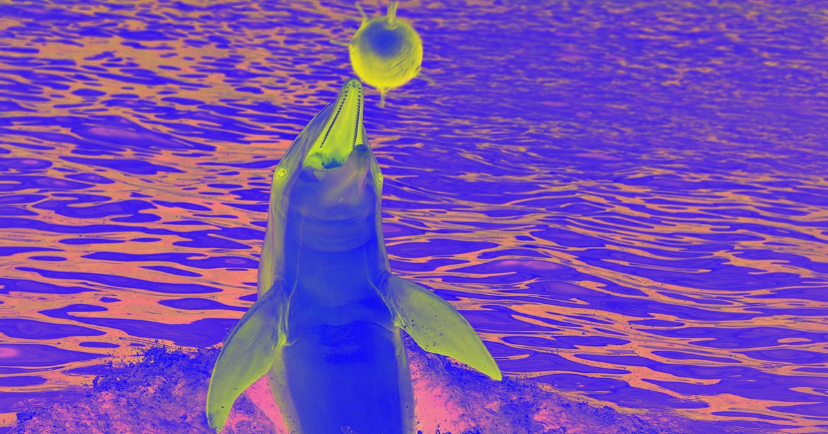 Photos emerged this week, on social media, of dolphins loaded into a military transport jet — chilling, like blocks of tofu, in shallow tubs of water.