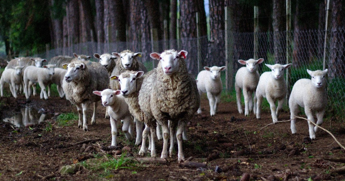 A new study suggests that filling the Arctic with huge numbers of grazing animals could help fight climate change and keep the permafrost frozen.