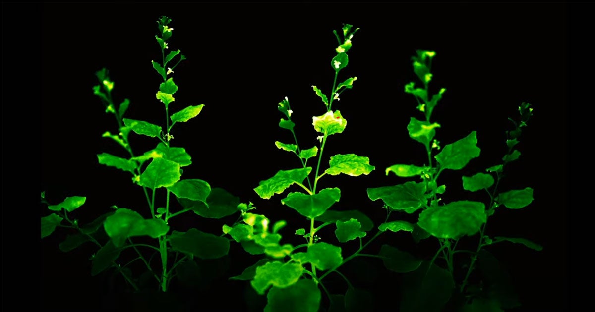 A team of scientists have gene-hacked two species of tobacco to emit a visible glow all by themselves — and around the clock.