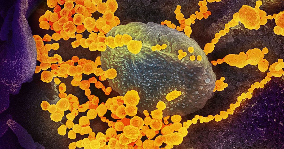 Dr. Anthony Fauci predicts that recovered COVID-19 patients will likely be immune to future infections because the coronavirus hasn't mutated much.