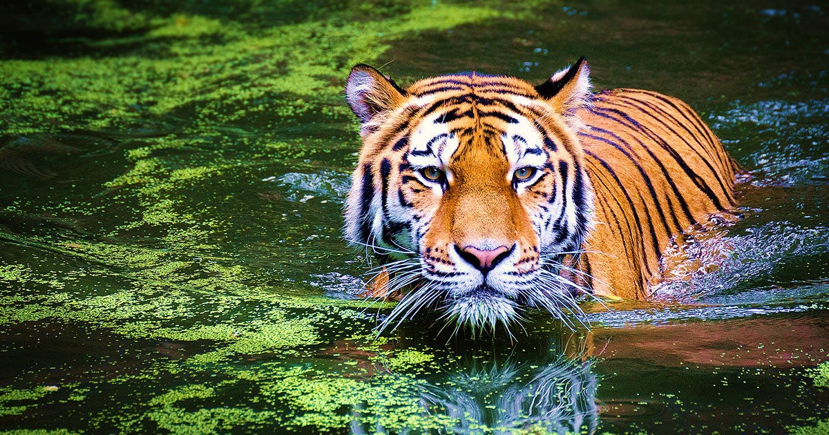 A four-year-old tiger at the Bronx Zoo in New York City called Nadia has tested positive for COVID-19, while six other large cats are exhibiting symptoms.