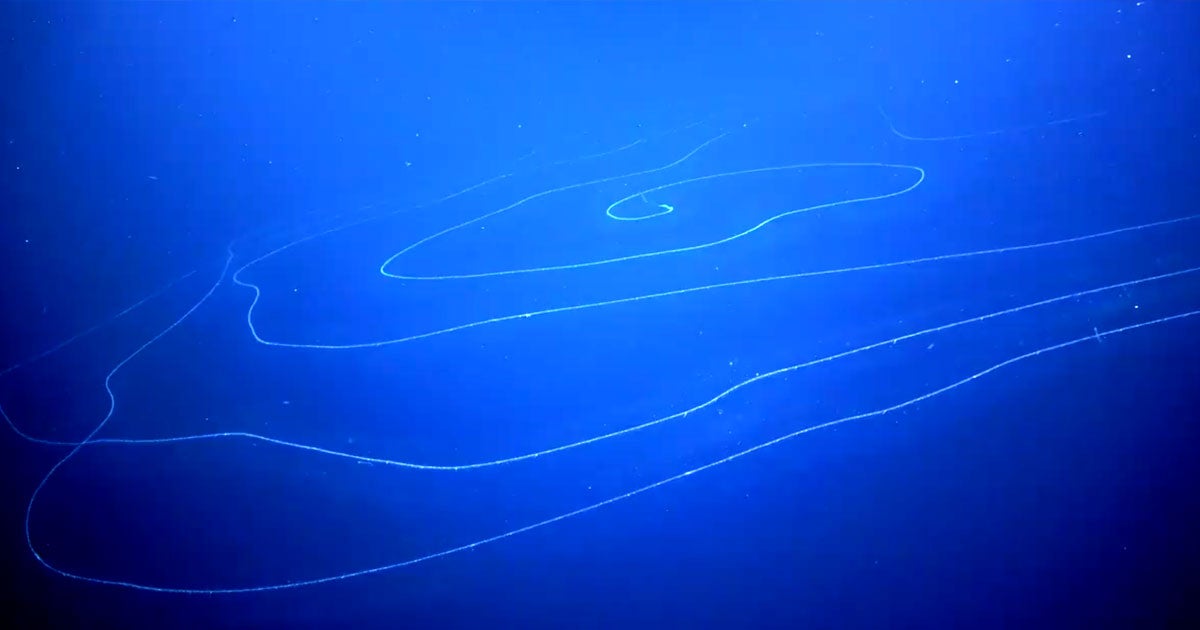 According to a Newsweek report, researchers found a bizarre deep sea organism off the cost of Western Australia. And it's an absolute mammoth.