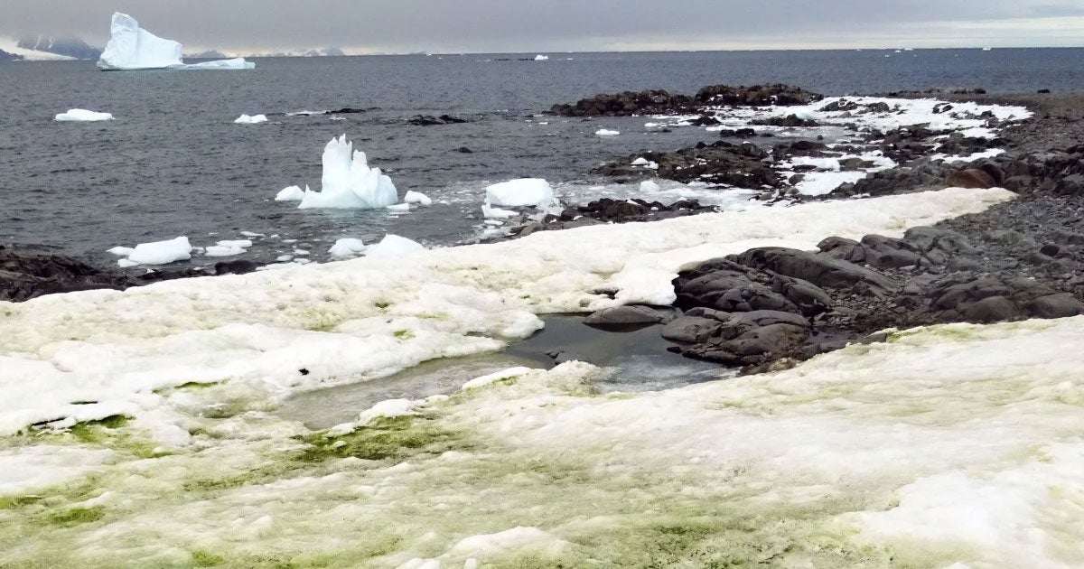 A British team of biologists have created the first-ever large-scale map of algae blooming across the Antarctic that's turning parts of the peninsula green.