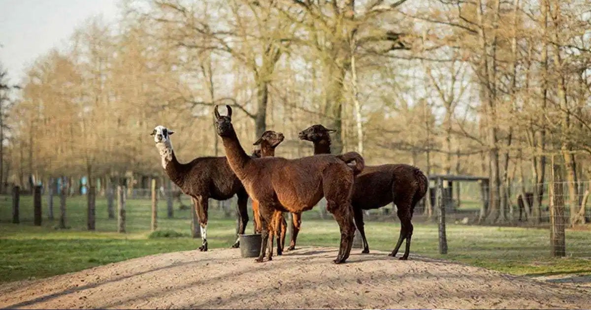 According to a new study by an international team of researchers, antibodies found in the blood of llamas were able to stave off coronavirus infections.