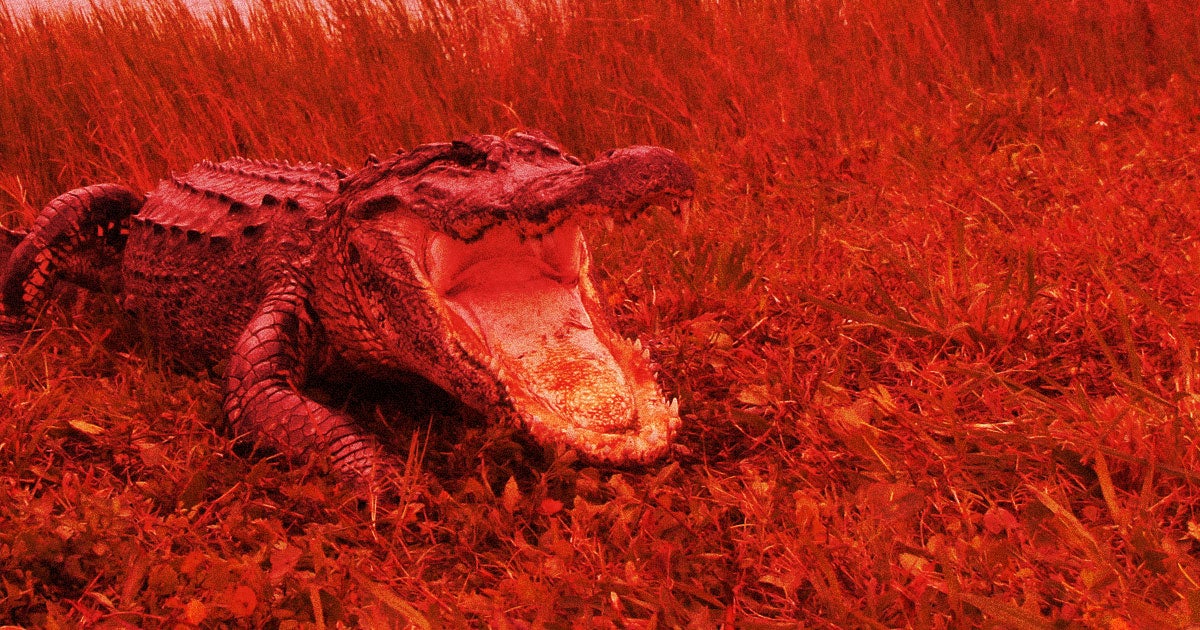 Officials had to chase away a six foot alligator from historic Launch Complex 39A at NASA's Kennedy Space Center on Wednesday.