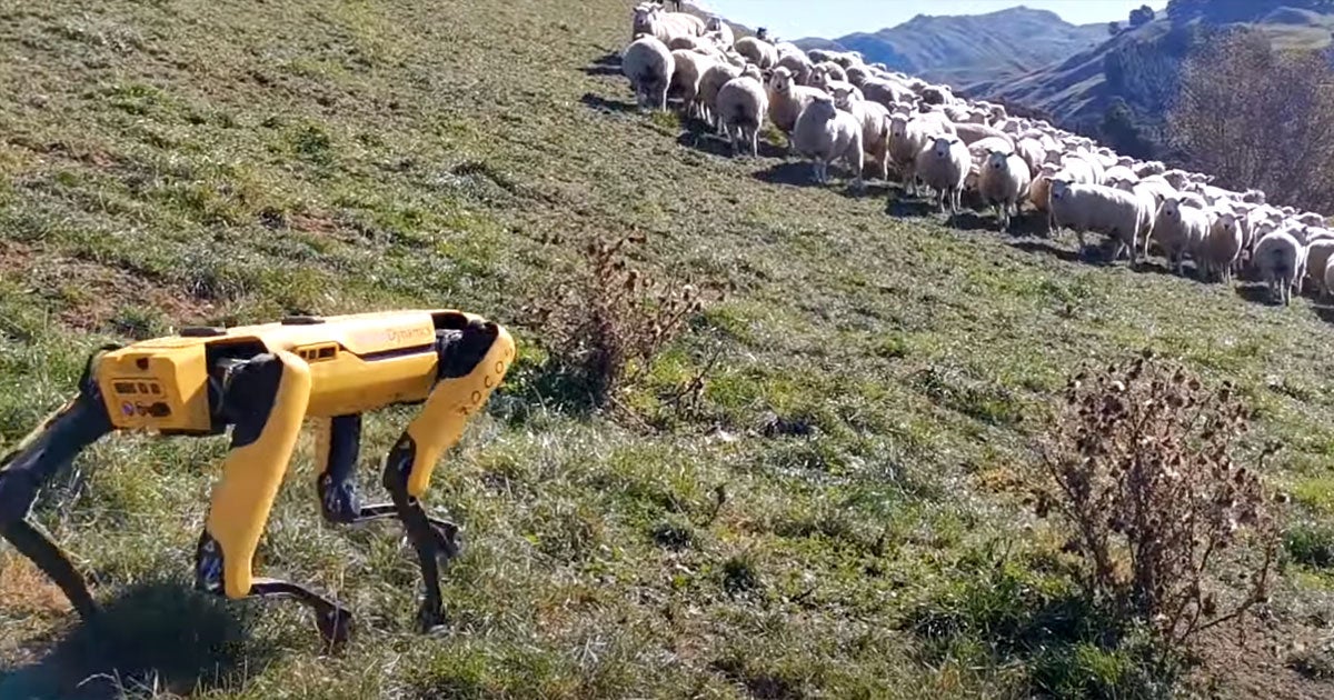 New Zealand-based robotics company Rocos just shared a video of how Boston Dynamics' dog-like robot Spot could give agriculture workers a hand.