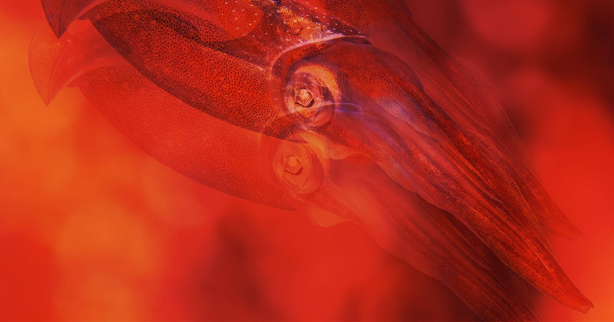 Scientists gene-hacked human cells to fully integrate that structures that let some squids turn transparent, giving the cells the ability to scatter light.