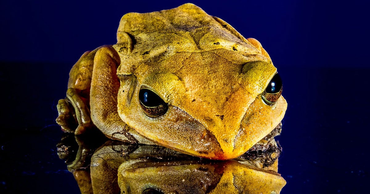A new study identified 515 vertebrate species that are on the brink of extinction. Each one that vanishes could have devastating ecological effects.