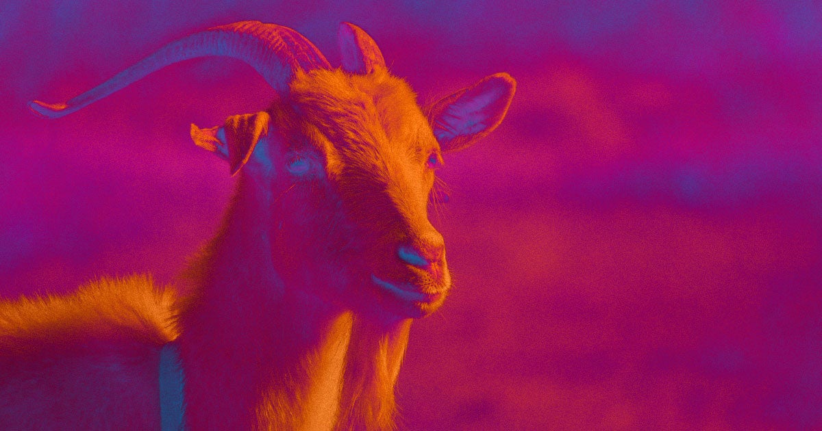 By genetically modifying goats, scientists found a way to make them manufacture expensive cancer medications in their milk.