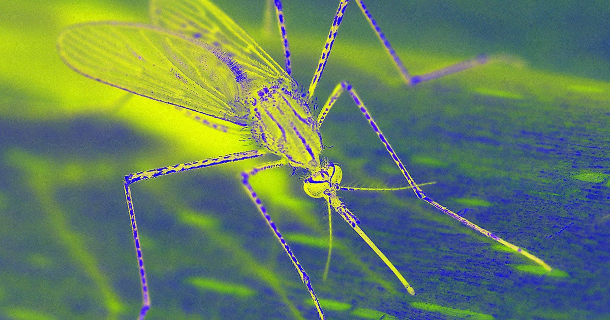 A biotech company wants to release millions of genetically modified mosquitoes in Texas and Florida to curb insect-spread disease.