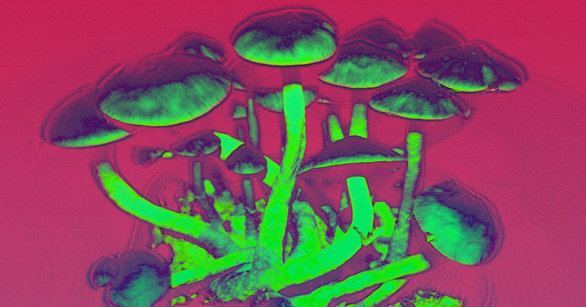 Havn Life wants to build a safe, standardized supply chain for psilocybin researchers in Canada in hopes of developing new medical treatments.