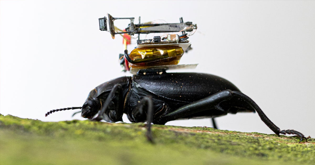 Scientists built a beetle-sized backpack camera that they can use to livestream the daily routine of an insect from the bug's perspective.