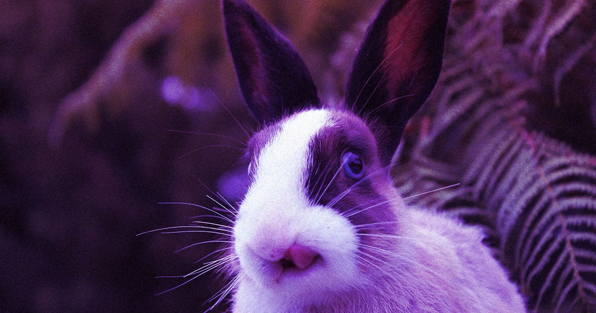 "Bunny Ebola," a deadly hemorrhagic disease that infects rabbits, is spreading through domestic and wild populations in the U.S.