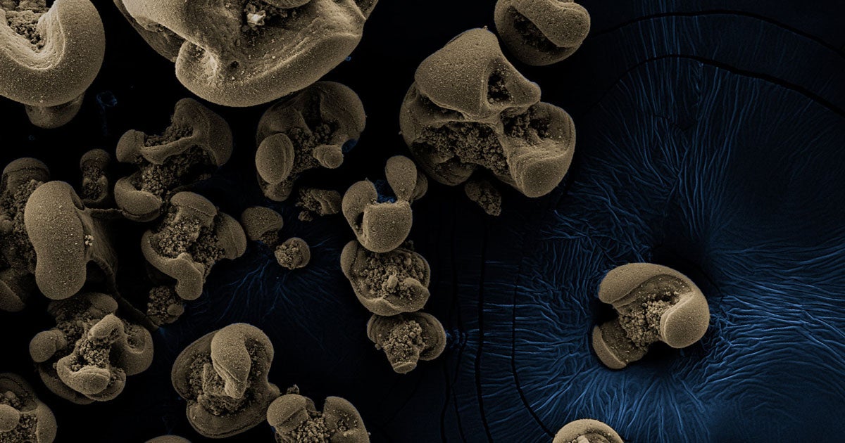 Scientists discovered the first bacteria that chemosynthesizes the metal manganese, and they did it almost by accident while cleaning up an experiment.