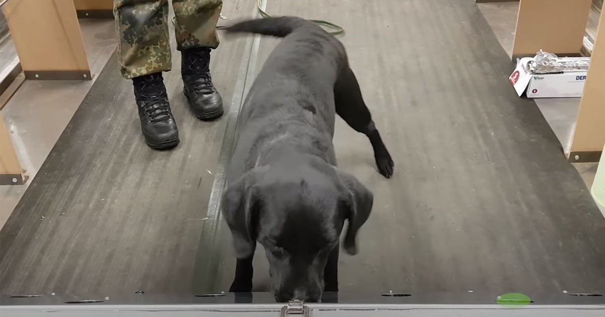 A team of German researchers have found that dogs are able to sniff out the coronavirus with an astonishing accuracy after only a week of training.