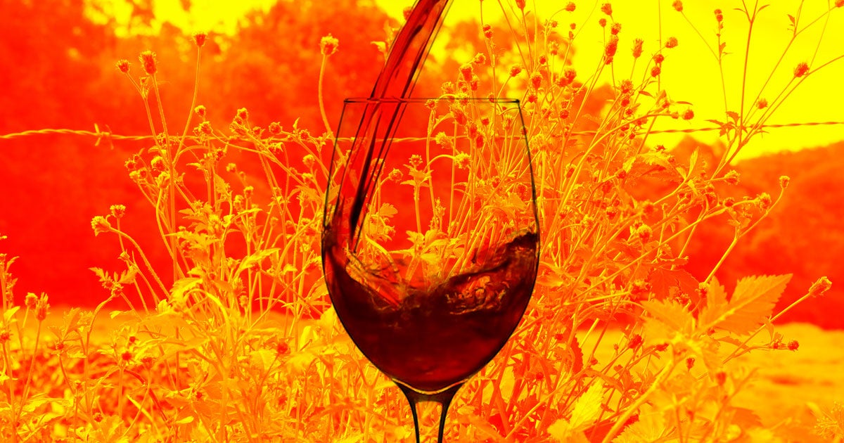A team of scientists found out that the invasive weed Bidens pilosa a cheap source of enzymes that help make wine and cheese.