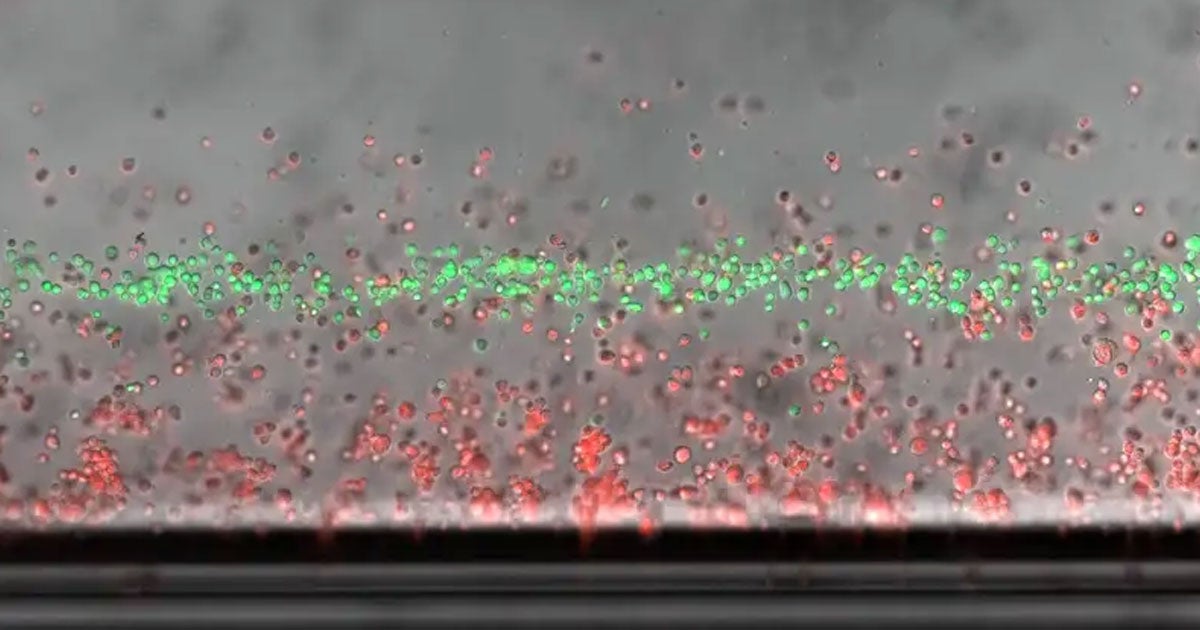 Scientists can use magnetic fields to levitate dead cells, all without disturbing the living cells crucial to their experiments.