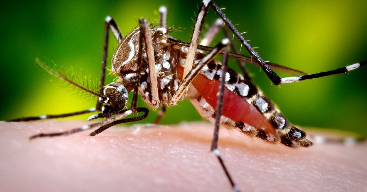 Authorities in Florida just approved a plan for biotech company Oxitec to release over 750 million genetically modified mosquitoes over the next two years.
