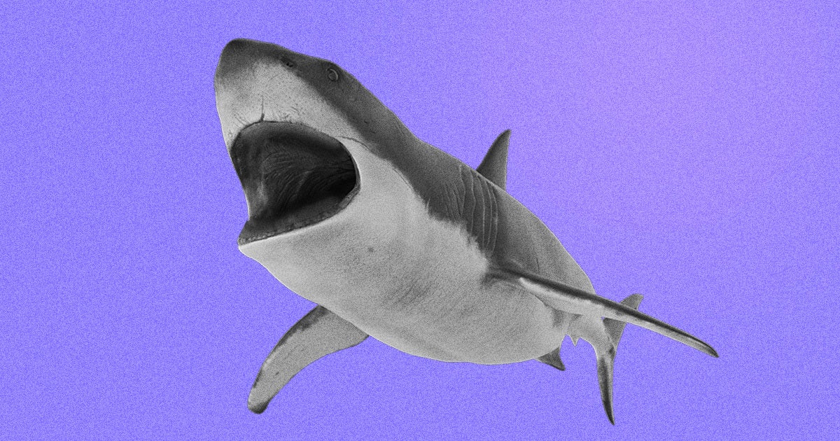 Scientists found a shark that had its teeth and skin almost completely eaten away by ocean acidification and chemical pollution.