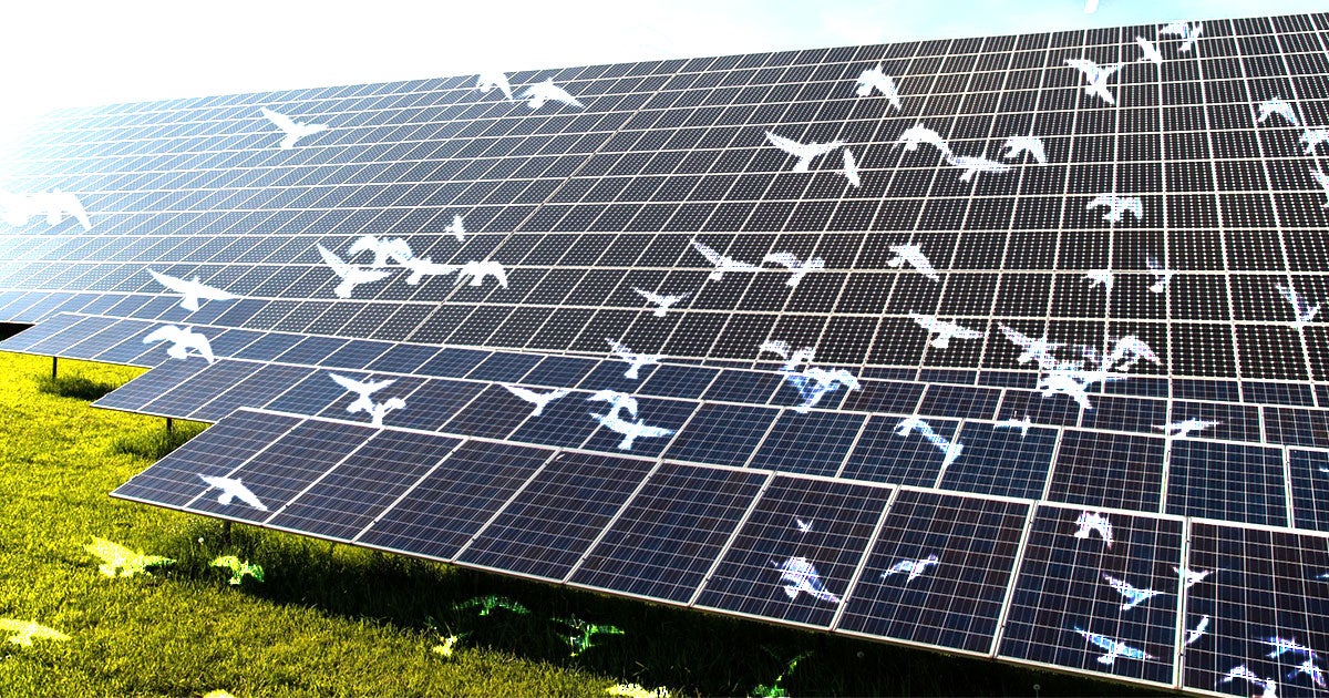 The Department of Energy recently signed a contract with an AI lab to come up with a machine learning bird watcher to study bird around solar farms.