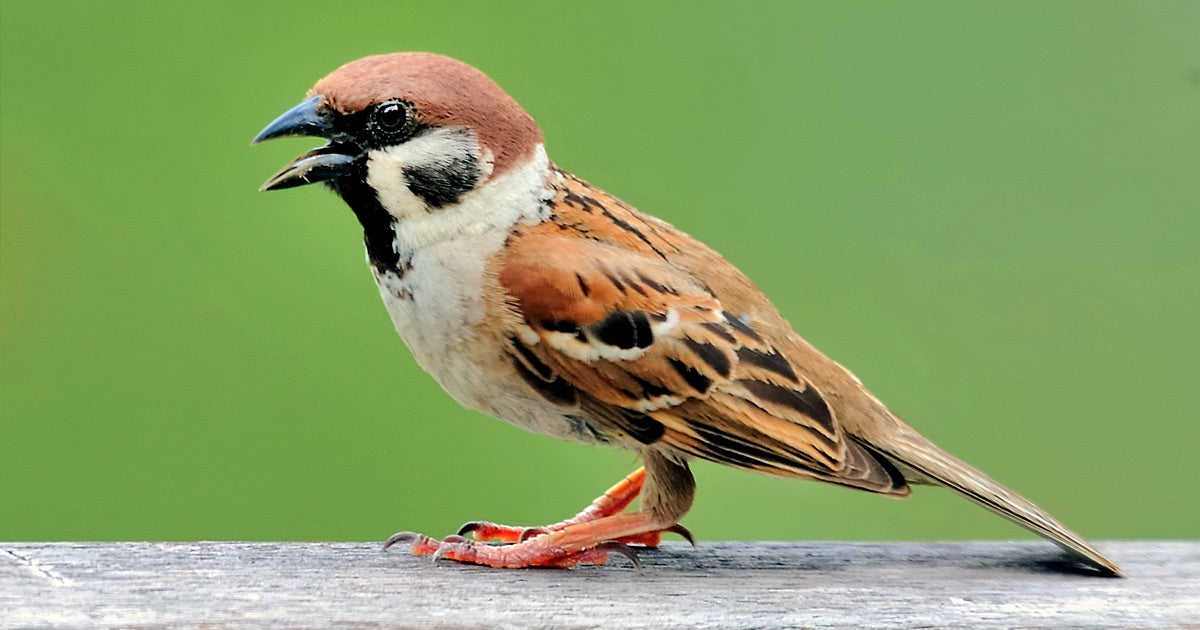 When the world around them quieted down, white-crowned sparrows living near San Francisco learned a new, more intricate song.