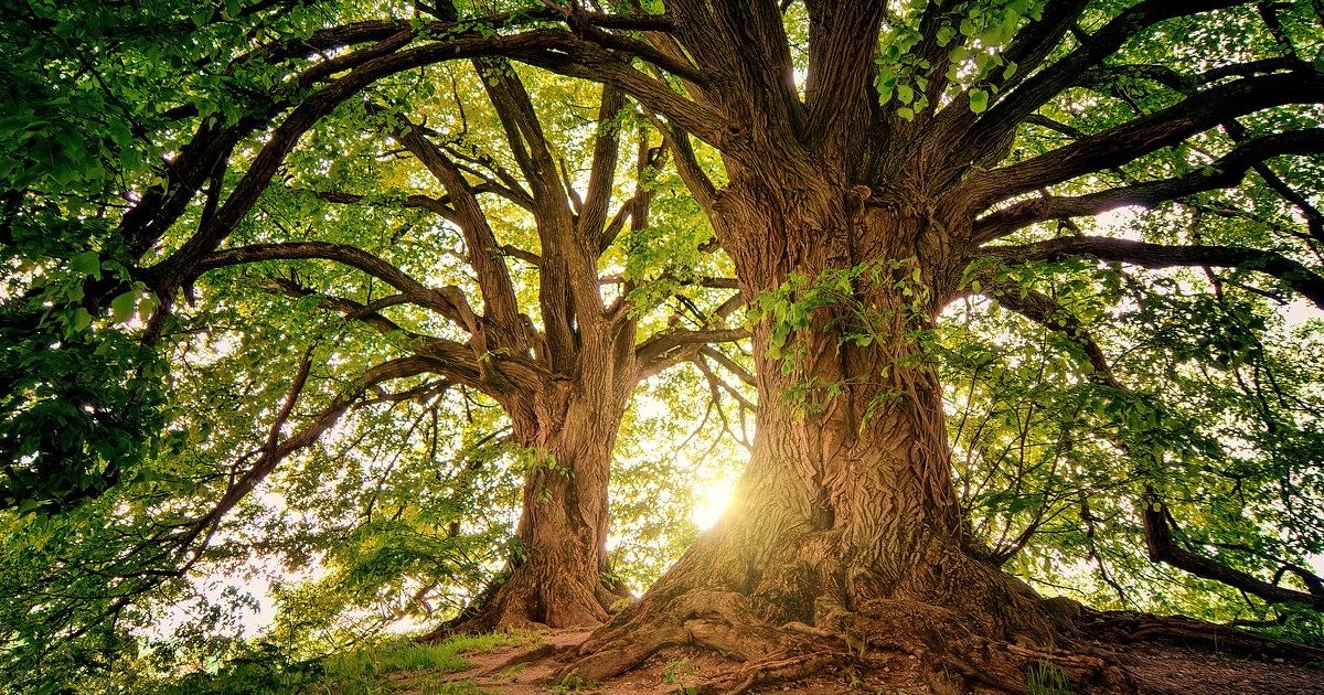 While scientists predicted that forests would continue to serve as carbon sinks, the benefits may be short-lived as too much CO2 makes trees die younger.