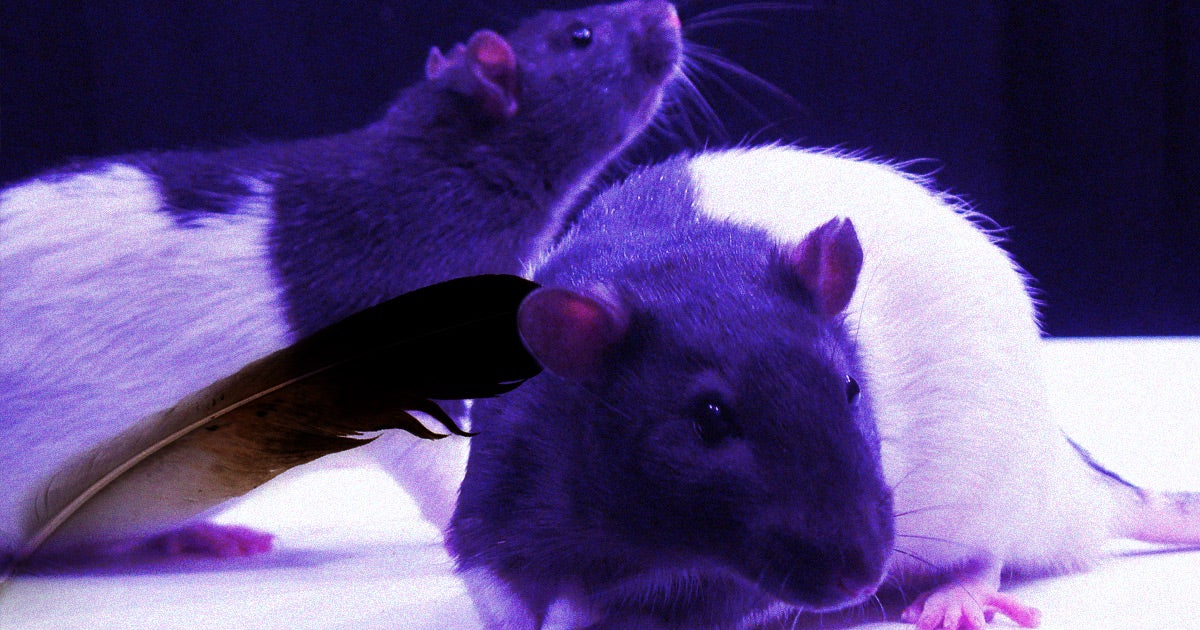 Scientists discovered that rats let out a high-pitch squeak when they're happy, giving a rare, measurable window into animal well-being.