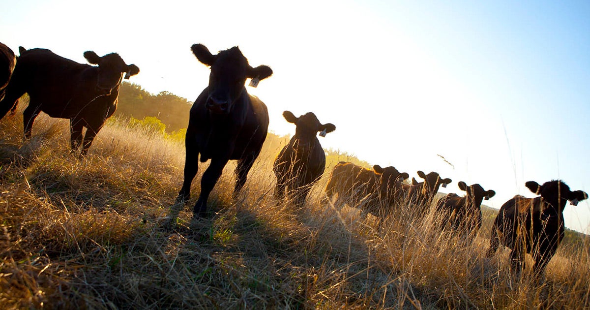 To fight climate change, experts suggest gene-hacking plants and animals to cut emissions and better sequester carbon from the atmosphere.
