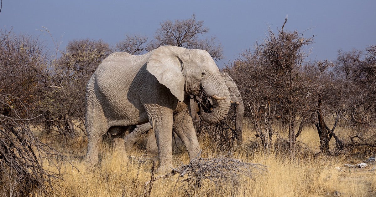 Investigations reveal that hundreds of elephants died due to cyanobacteria, toxic microscopic algae found in larger bodies of blue-green water.