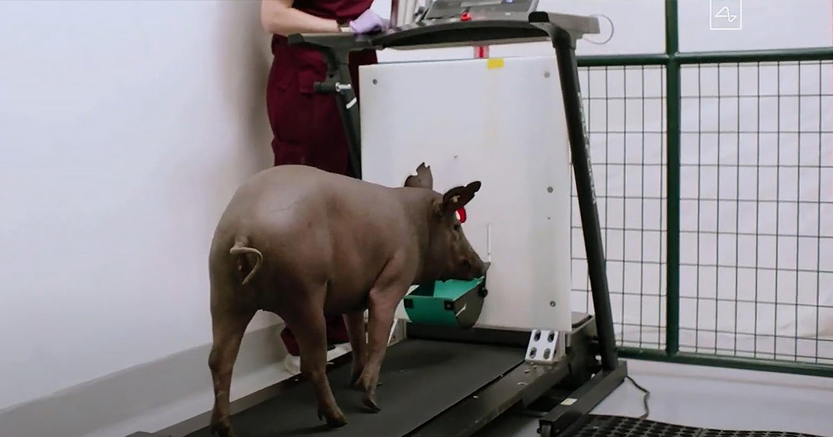 People for the Ethical Treatment of Animals (PETA) is outraged that Neuralink has been testing its experimental brain hardware on pigs.