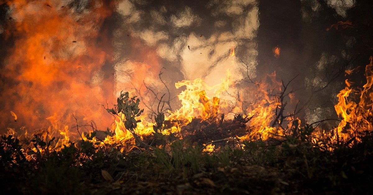 Scientists warn that as climate change progresses, even traditionally wet and humid forests around the world could be consumed by worsening fires.