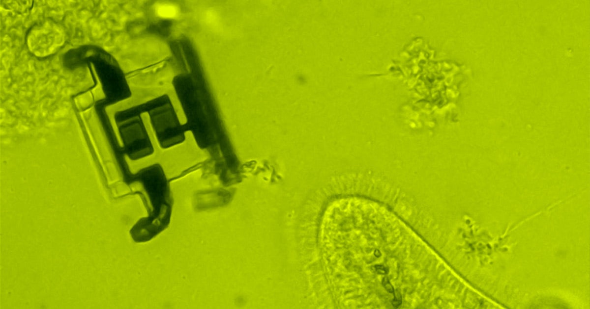 Cornell scientists developed a robot so tiny that it's invisible to the human eye — and they say it could someday hunt for cancer inside your body.