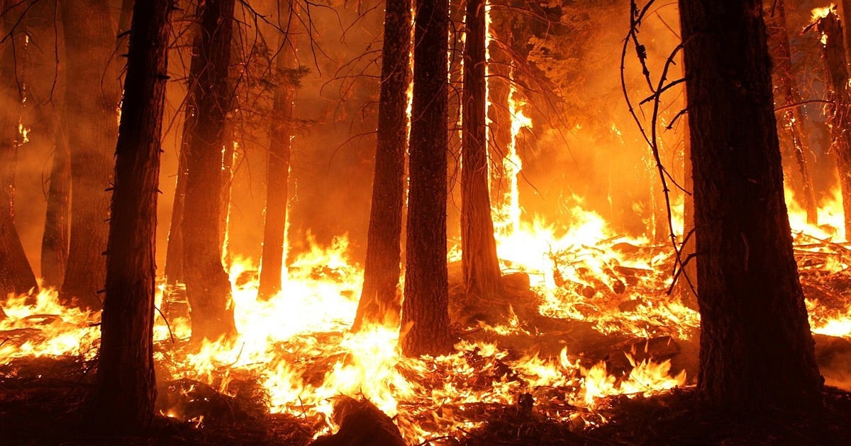 The Trump Administration's de facto ban on Chinese-made drones has prevented the Interior Department from starting controlled burns to limit forest fires.