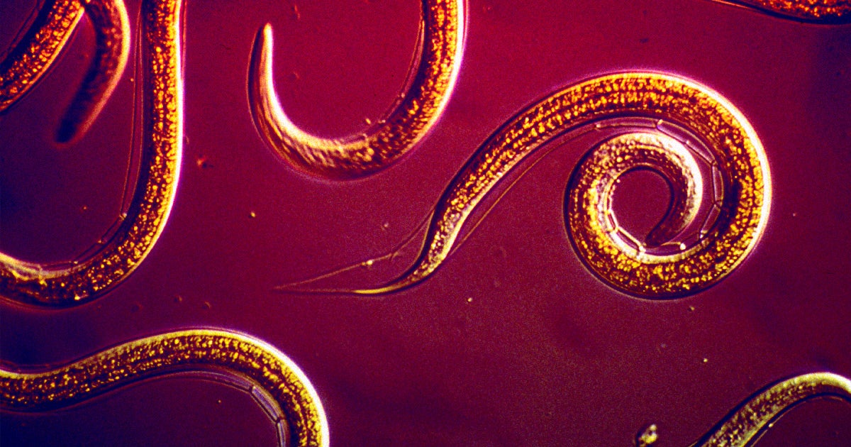 The idea of deep space explorers growing their own food just became more feasible with the discovery that worms can still hunt pests in microgravity.