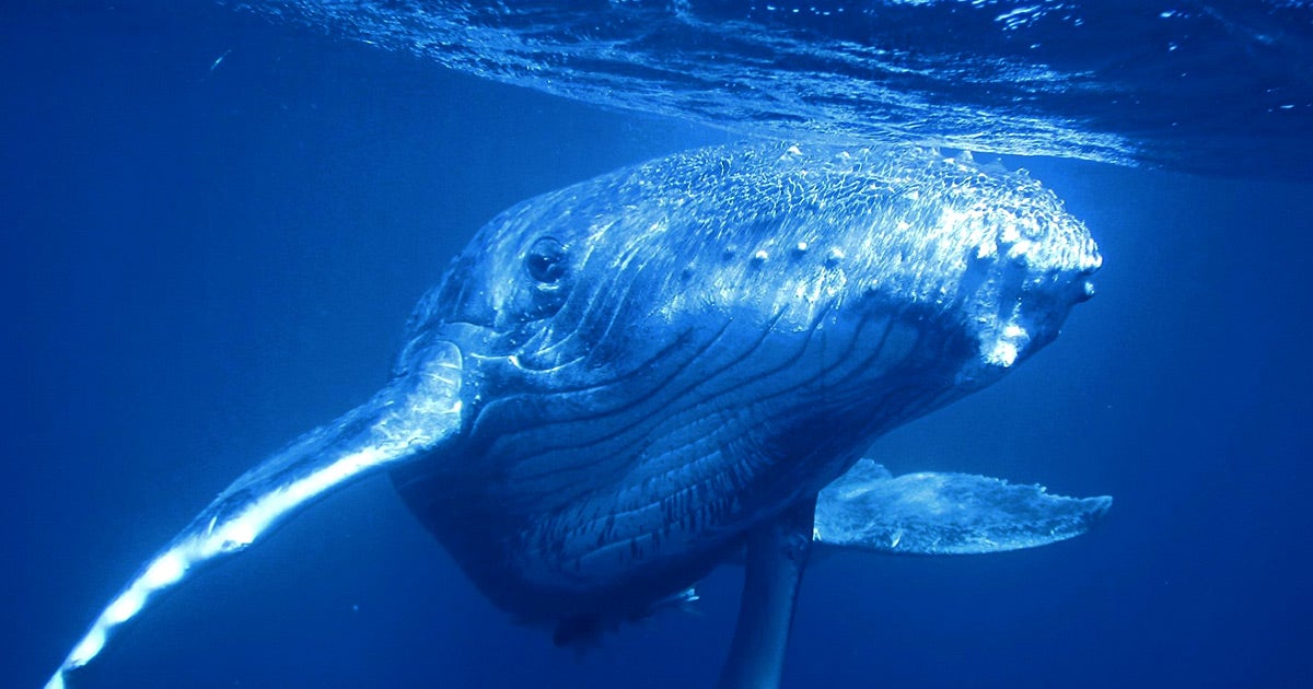Scientists identified a change in blue whales' songs that signals they're about to migrate south. They say it could be used to warn ships in the area.