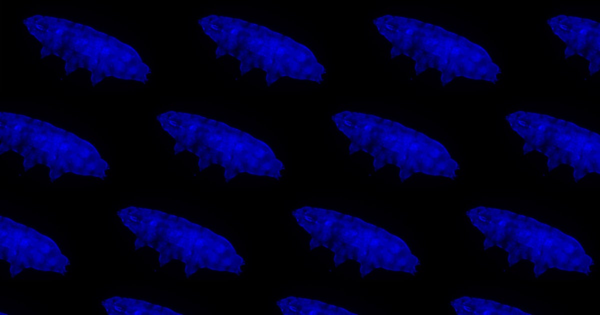 A newly-discovered tardigrade can survive dangerous levels of ultraviolet radiation, and it glows blue whenever it's exposed.