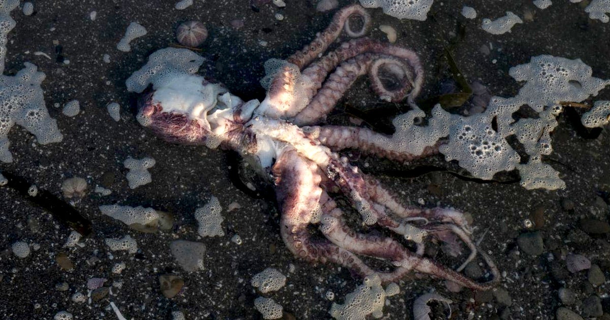 Surfers in Kamchatka, Russia are reporting that the ocean water is leaving them with poisoning-like symptoms, including nausea, weakness, and high fever.