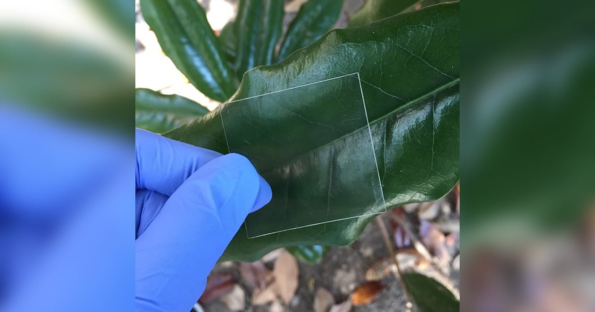 A team of researchers have developed "transparent wood," a glass-like material that is more cost efficient, stronger, and safer than glass.