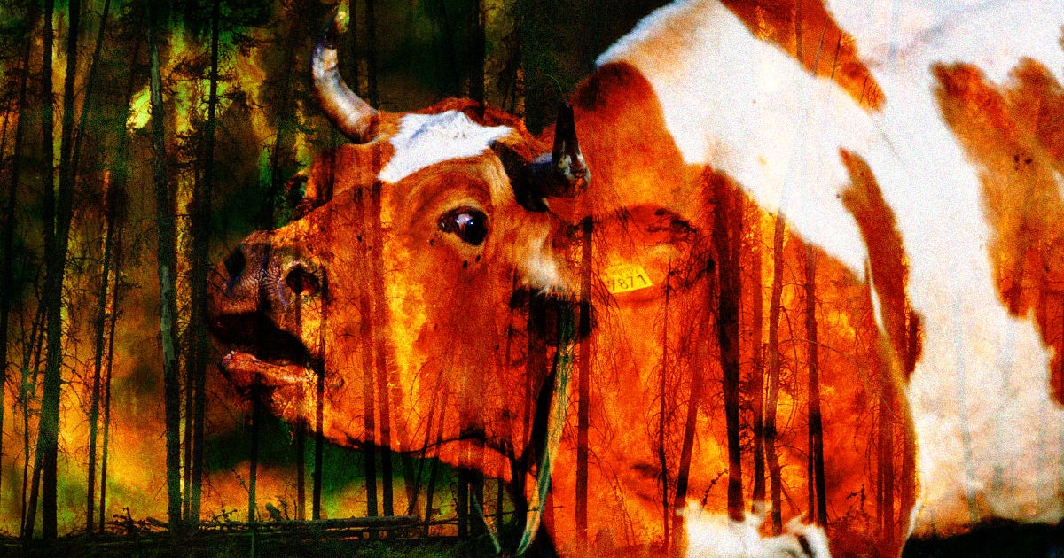 Rising temperatures are a big problem for the dairy industry, so scientists are gene-hacking cows to keep them cool and help them survive.