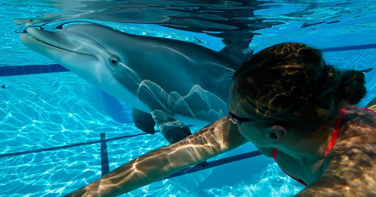 San Francisco-based engineering company Edge Innovations has designed and built a robot dolphin that looks and acts just like the real thing.