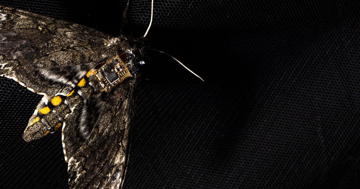 Scientists built tiny sensors that can safely detach and fall to the ground after a moth carries it to some hard-to-reach destination.