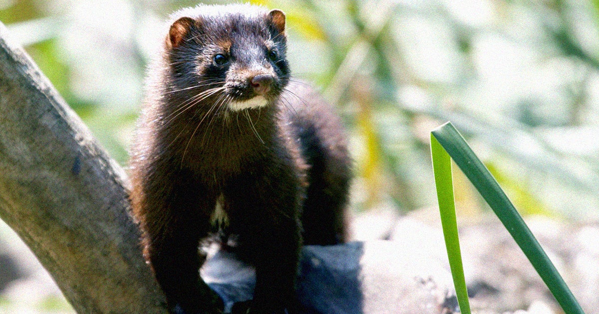 Authorities in Denmark have found that a mutation of the coronavirus has spread from minks to humans, and plan to kill all 17 million mink in the country.