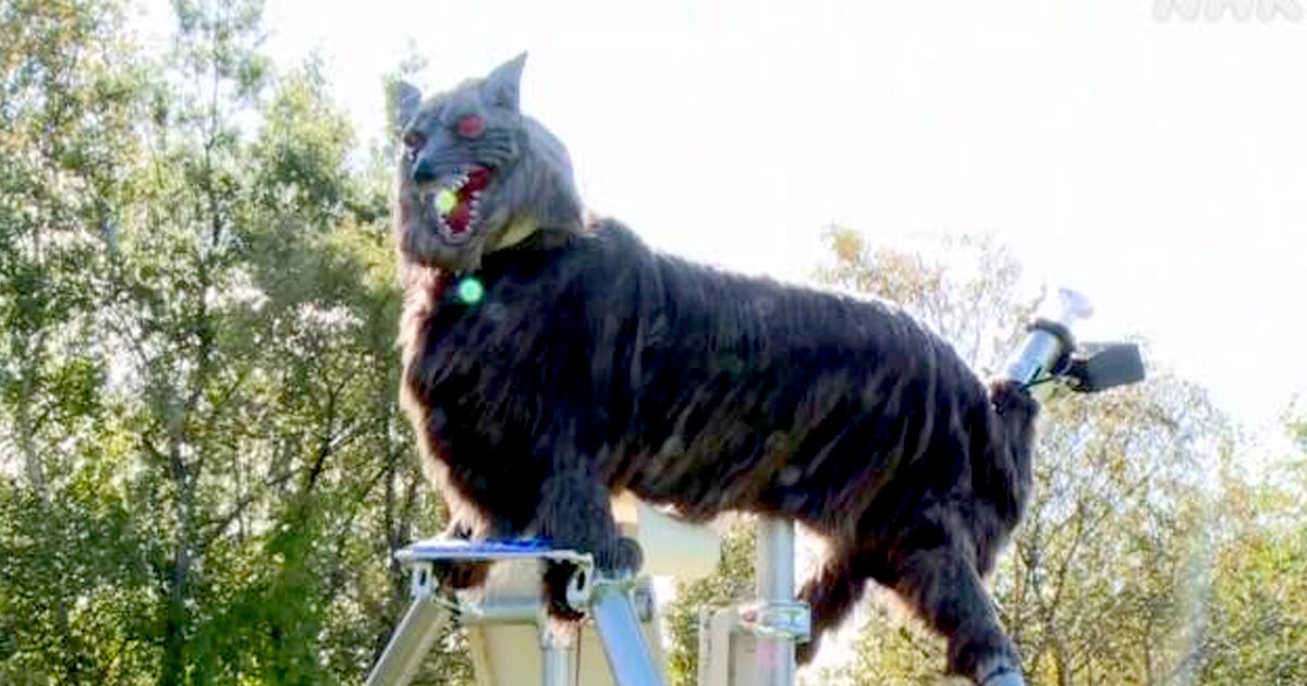 A city in Japan just installed several terrifying robot wolves that can move and give off blood-curdling howls in an attempt to prevent bear attacks.